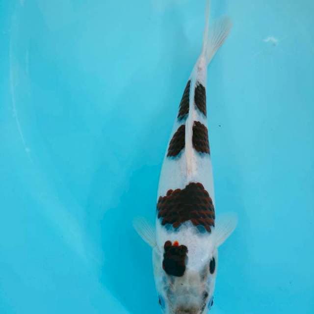 Goromo 28cm