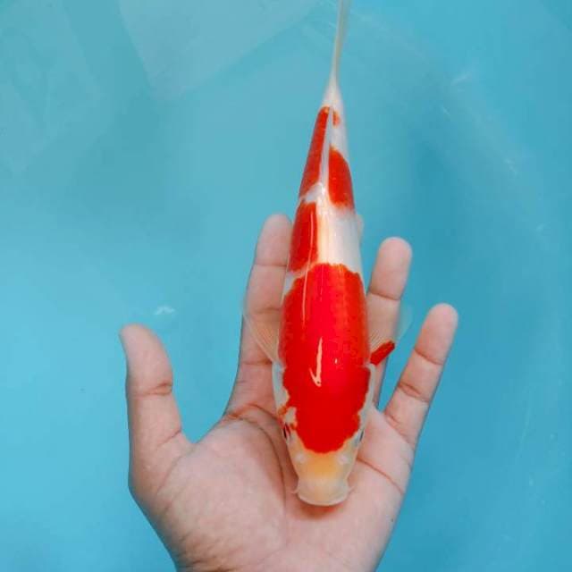 Kohaku 25cm