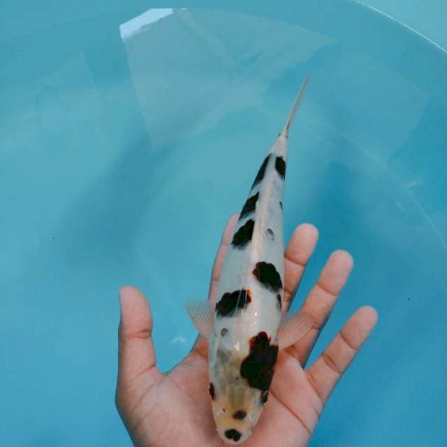 Goromo 26cm