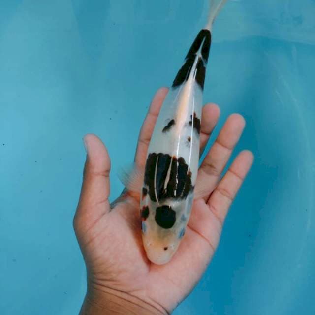 Budo 25cm