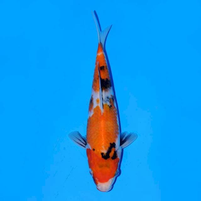 Showa tategoi