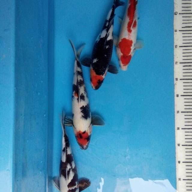 Mix 4 ekor 30-33cm