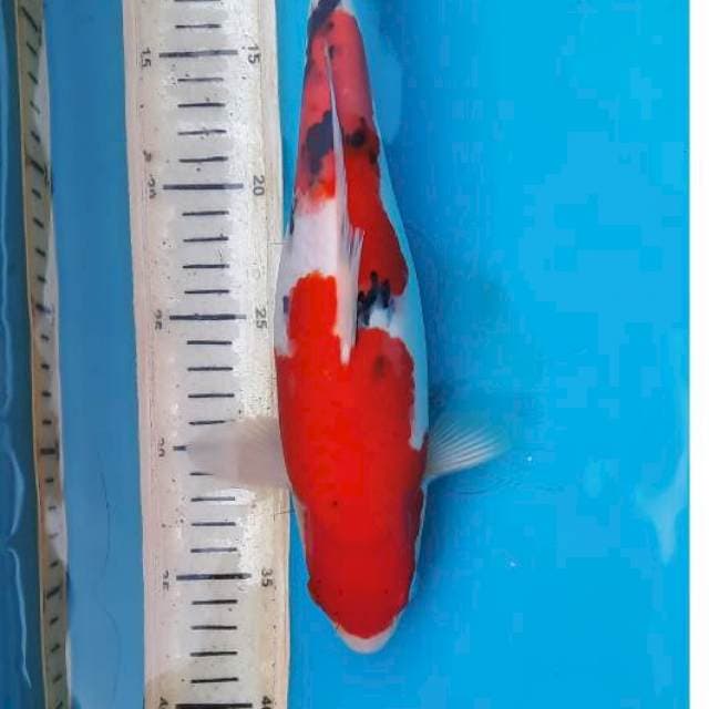 Sanke 31cm