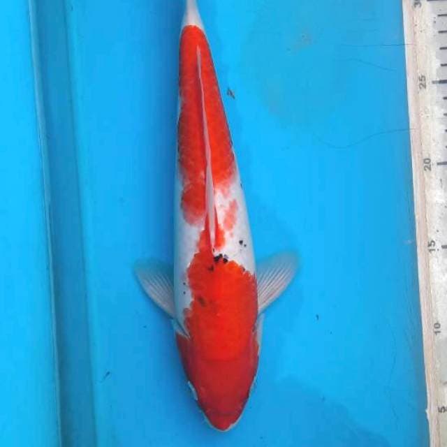 Sanke 31cm