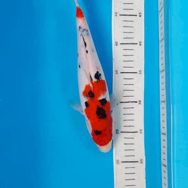 Sanke 30cm 
