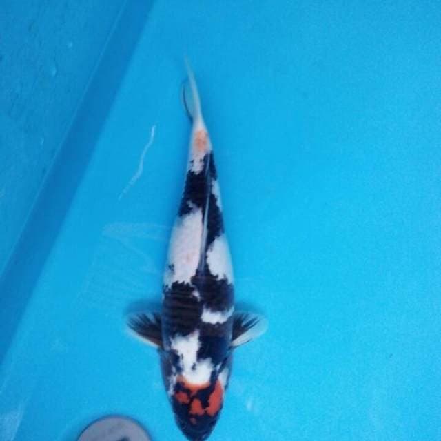 Thanco showa 32cm