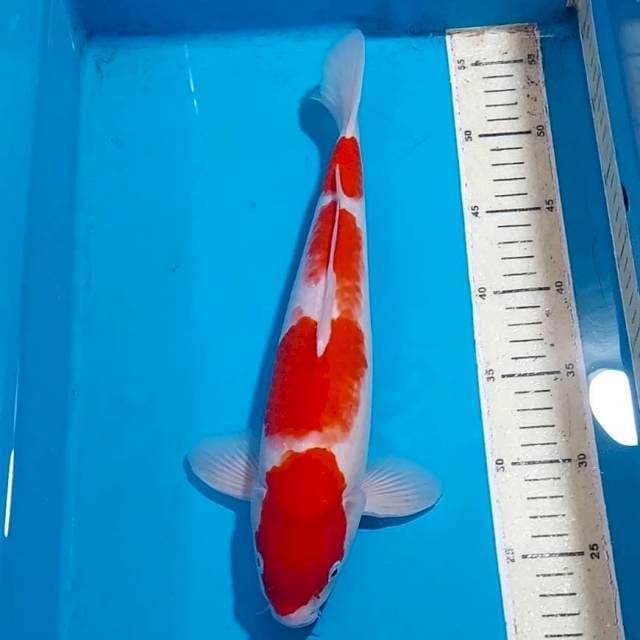 RED STRONG KOHAKU 33 CM