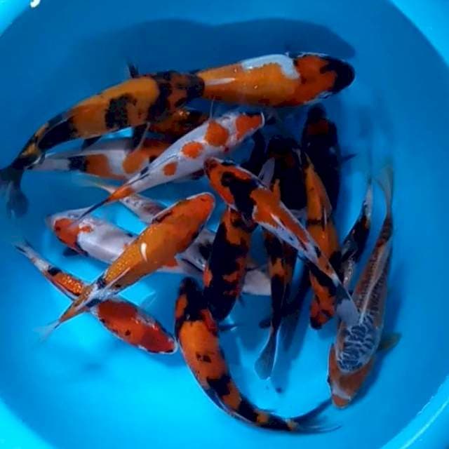 Mica koi 17 Ekor