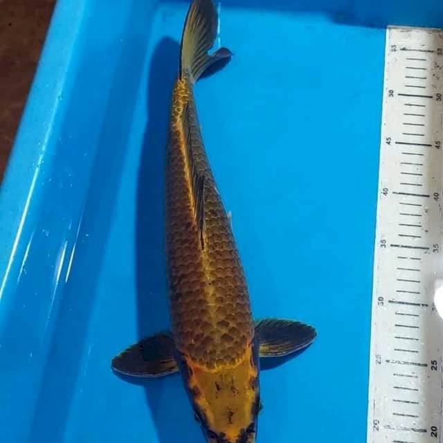 BLACK MAMBA ORANGE UNIQUE 41 CM