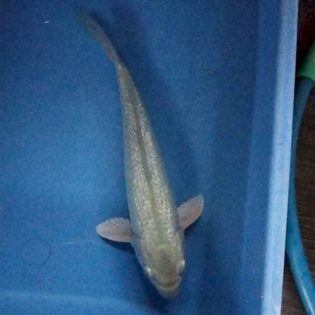 Soragoi ginrin 27cm