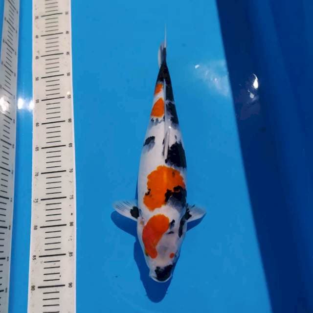 Jumbo showa 46cm
