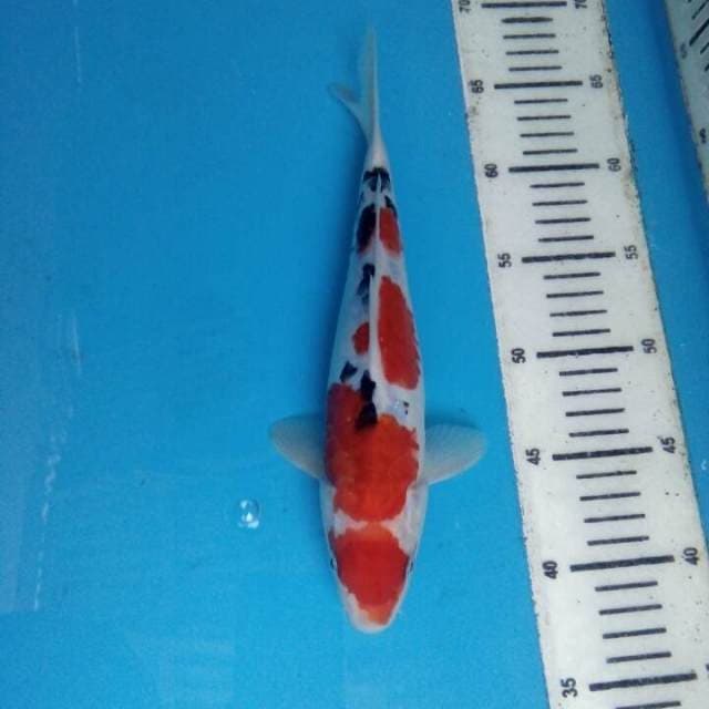 Sanke doit su 28cm