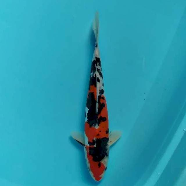 sanke doitsu 29 cm