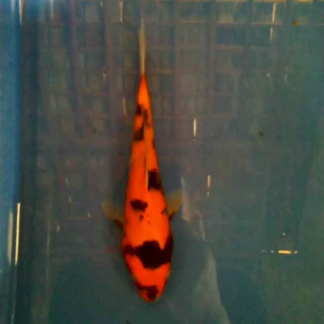 Utsuri 20cm