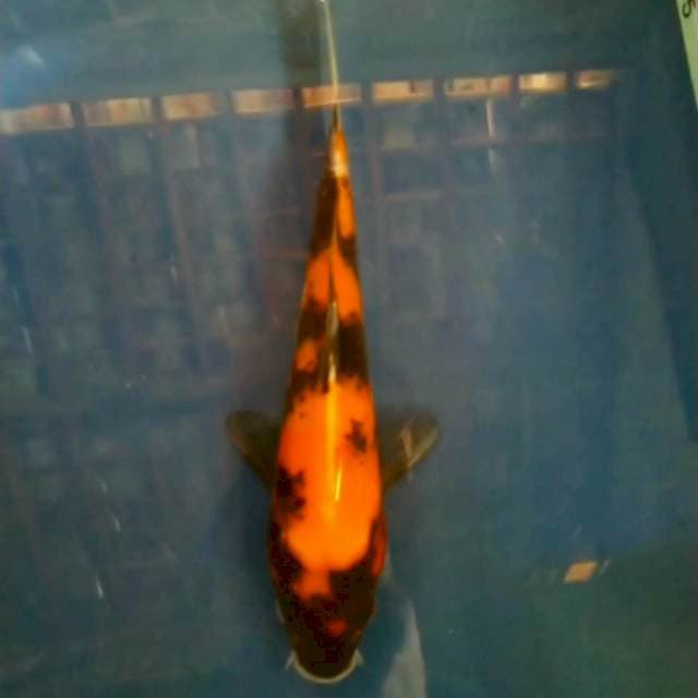 Hi Showa 18cm