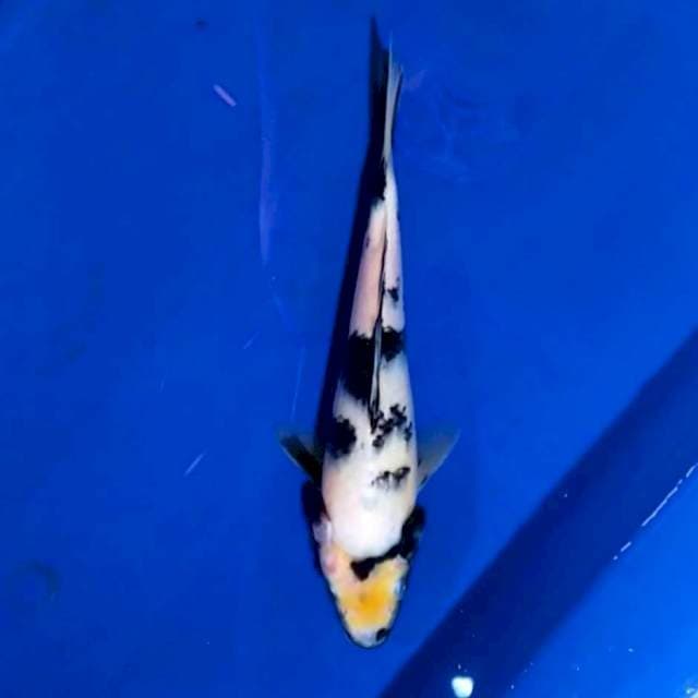 Shiro 18cm