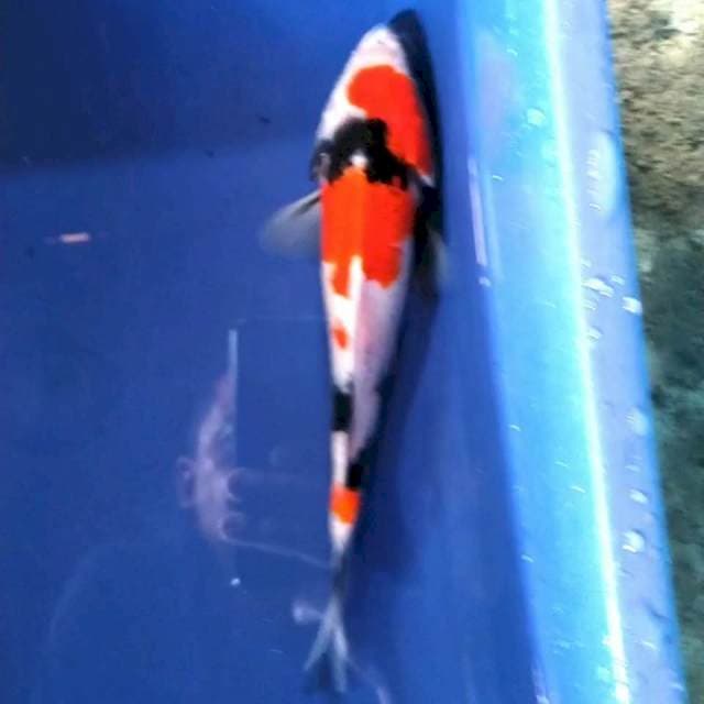 Showa 20cm