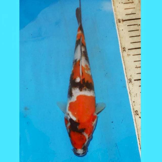 25CM SHOWA