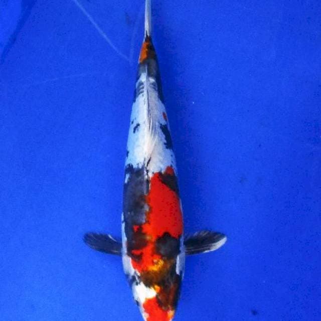 Showa doitsu hikari 35bu