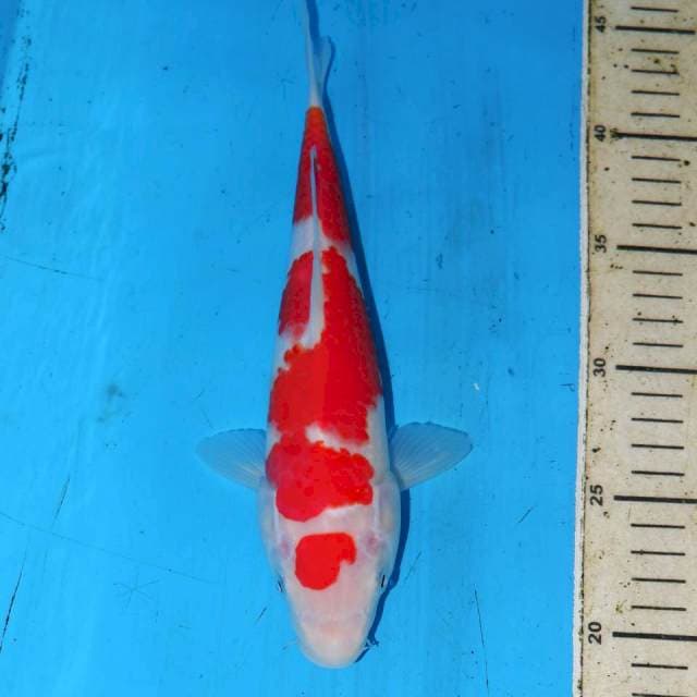 25CM KOHAKU UNIK