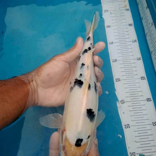 Jumbo Cagoi F1 marudo 51cm