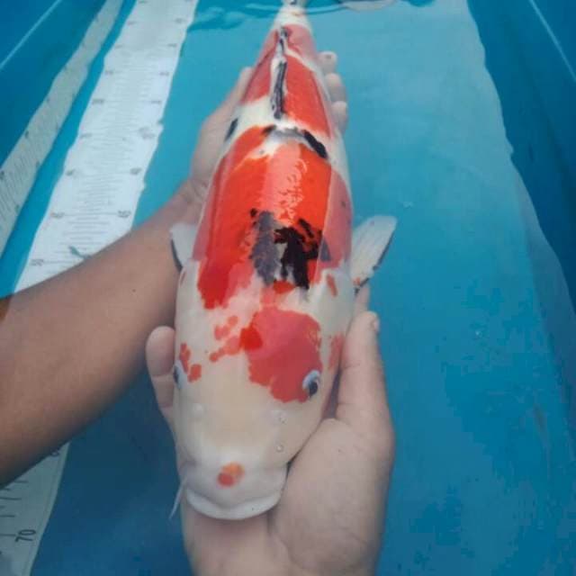 Jumbo Cagoi F1 marudo 51cm