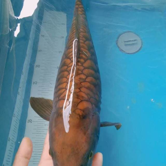 Jumbo Cagoi F1 marudo 51cm