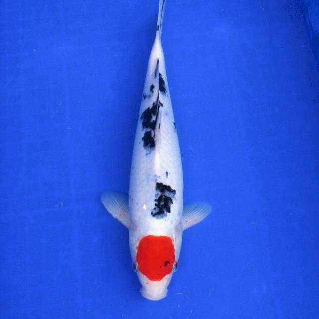 Tancho 35cm ori