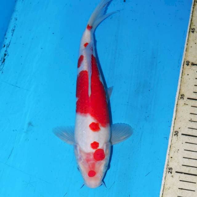 KOHAKU TOTOL TOTOL