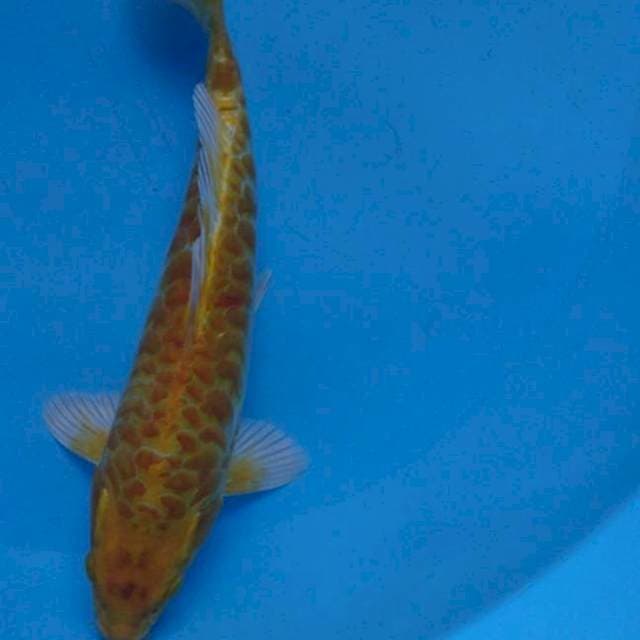 Ogon kuning aragoke
