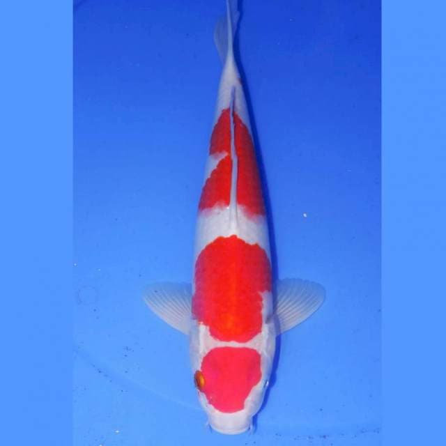 MARUTEN KOHAKU