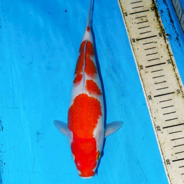 KOHAKU BONSOR