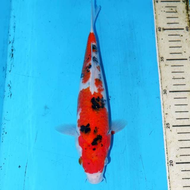 SANKE 26cm