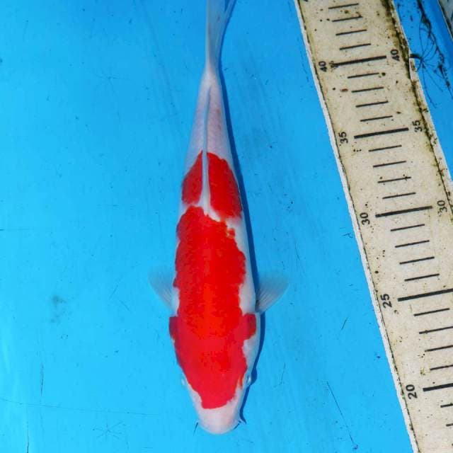 KOHAKU 25cm