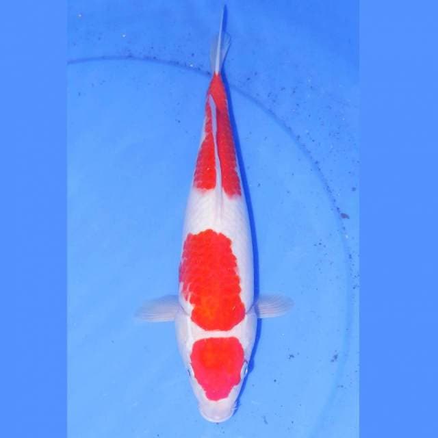 MARUTEN KOHAKU 33cm