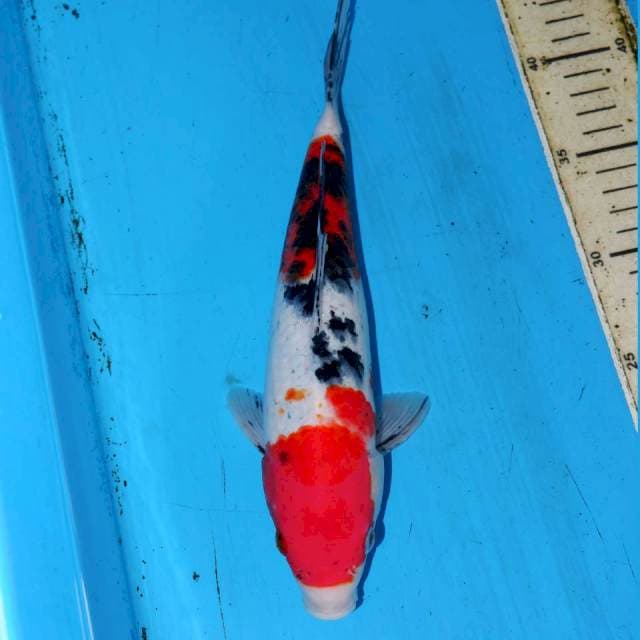 SANKE 29cm