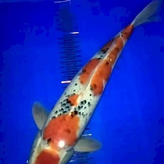 Maruten goshiki ori 40cm
