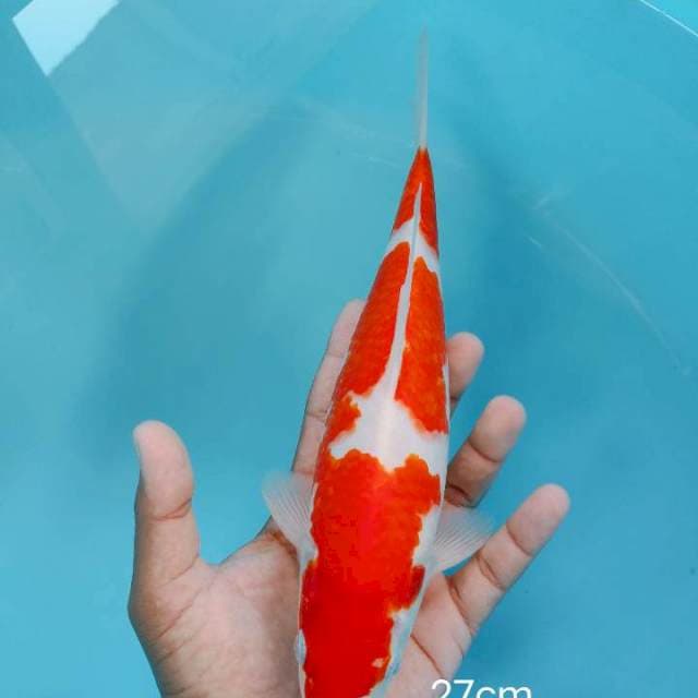 Kohaku ori 27cm