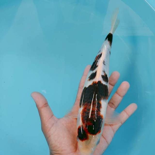 Goromo ori28cm