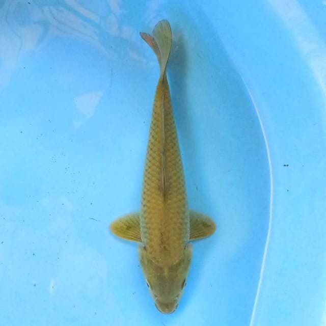 Karashi 20 cm