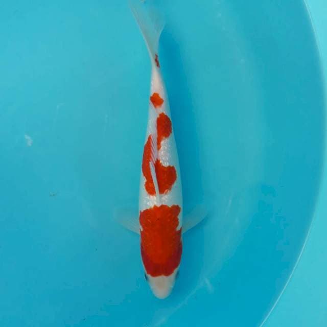 Ai Goromo Ginrin Joss 28cm