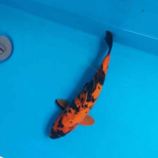 Hi utsuri