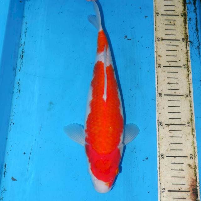 31cm KOHAKU