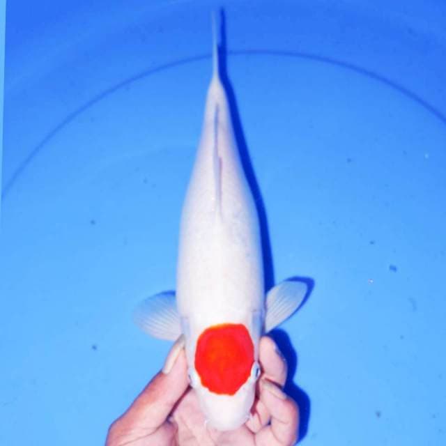 30cm TANCHO SEMPURNA