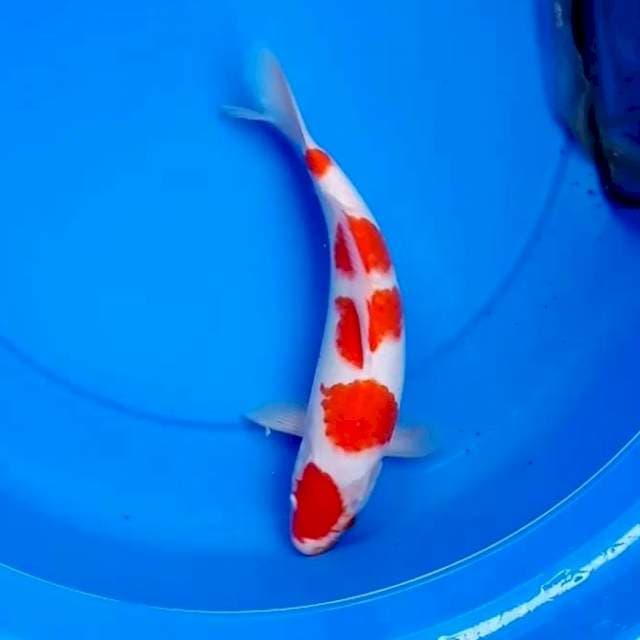 31cm KOHAKU 5STEP ORIGINAL