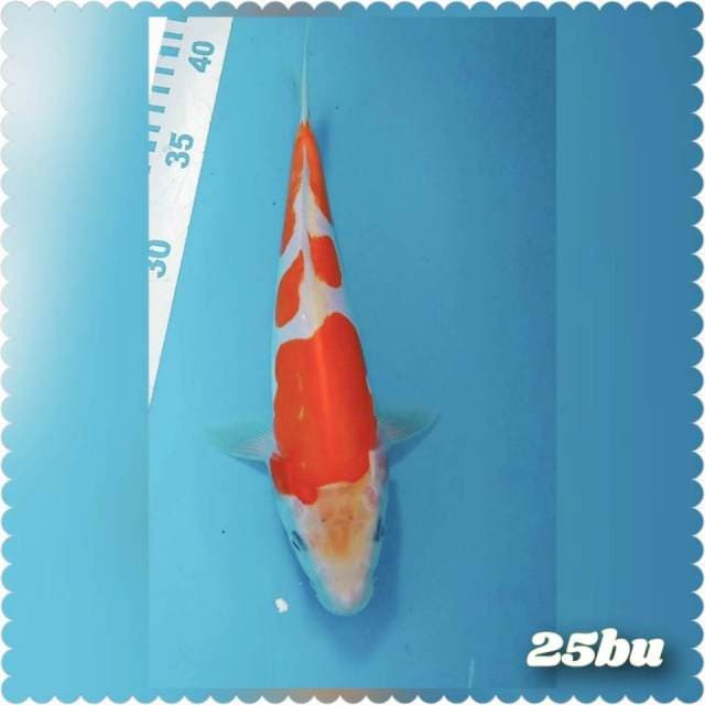Kohaku doidsu 3step ory 25bu