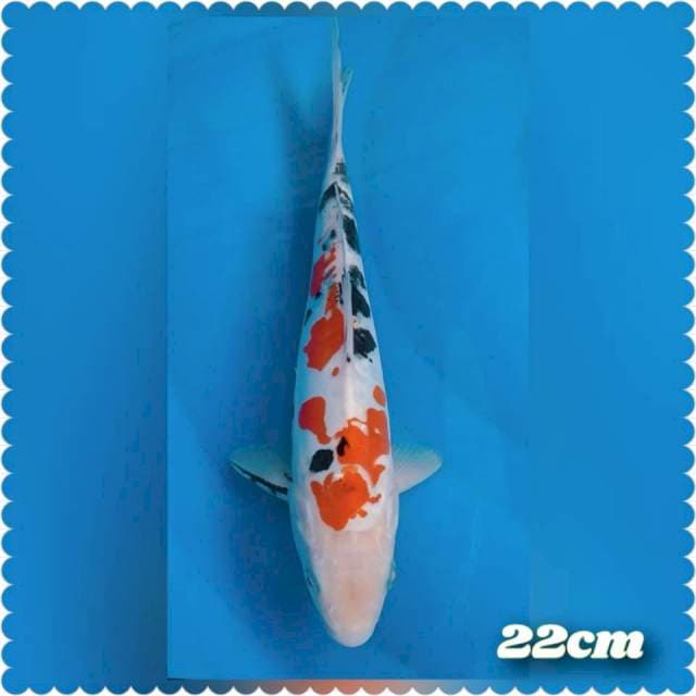 Sanke doidsu 22cm