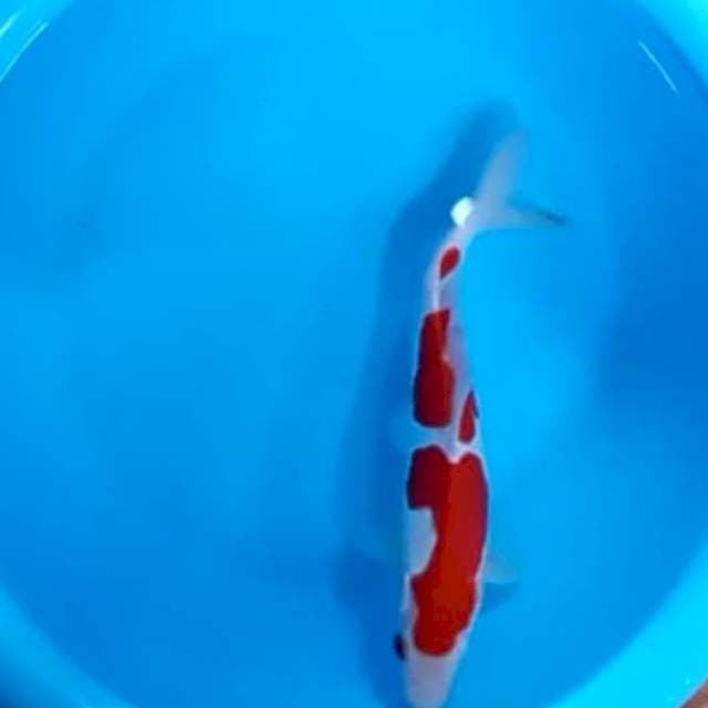 Doitsu kohaku strong ORI