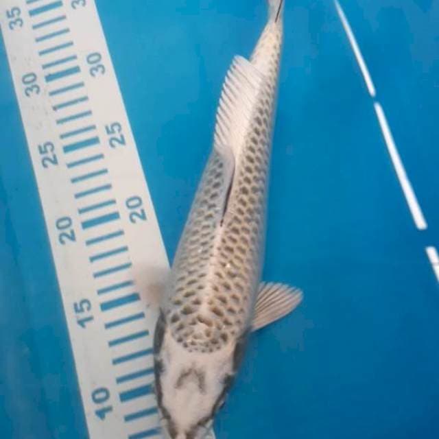 Mukashi 30 cm