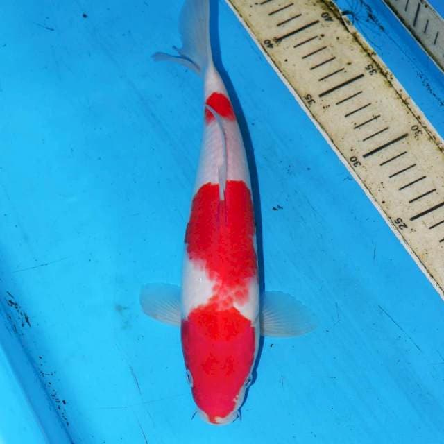 KOHAKU RED DEVIL